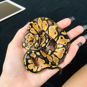 Meet your Posher, Mac